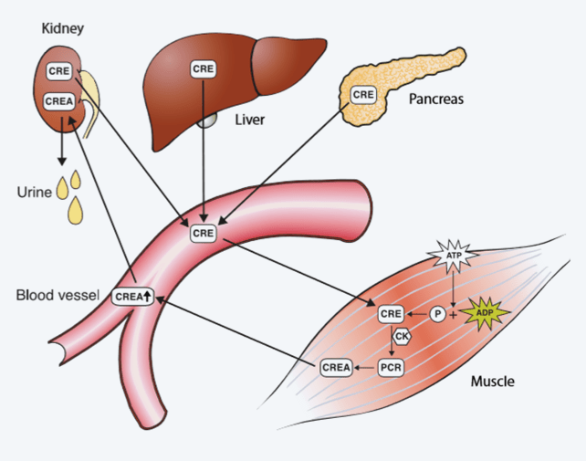 Flank Pain - Kidney and Urinary Tract Disorders - Merck Manuals Consumer  Version