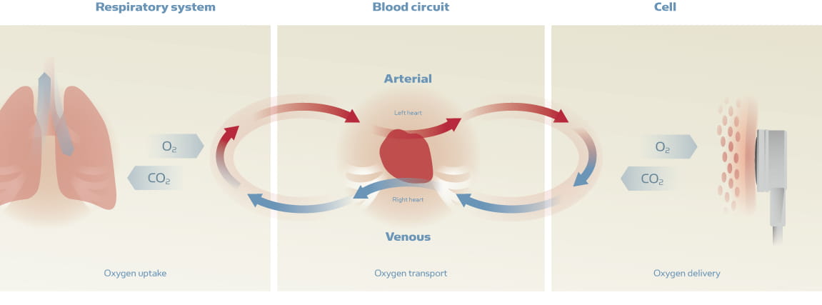 The principles of transcutaneous monitoring - Radiometer